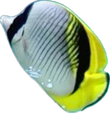 A tropical fish