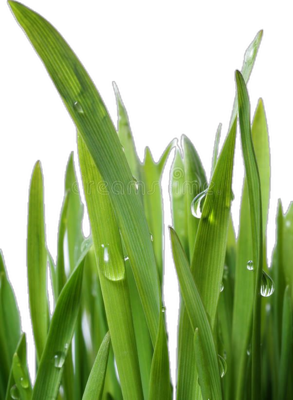 grass with dew drops